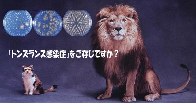 画像: トンズランス（T.tonsurans） 感染症研究会