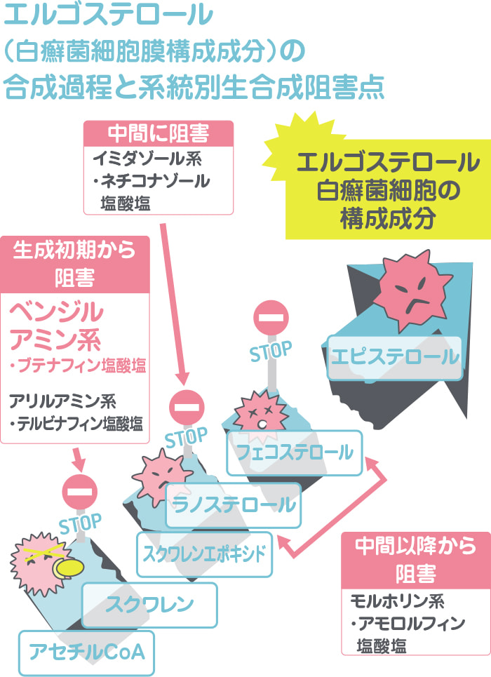 エルゴステール（白癬菌細胞膜構成成分）の合成過程と系統別生合成阻害点を示したイメージ ベンジルアミン系のブテナフィン塩酸塩は生成初期から阻害